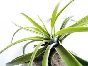 گیاهان رطوبت گیر