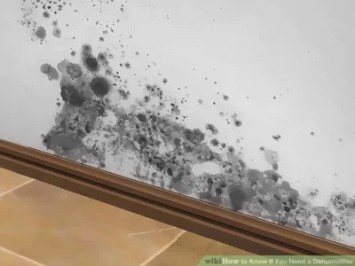 رطوبت و کپک زدگی